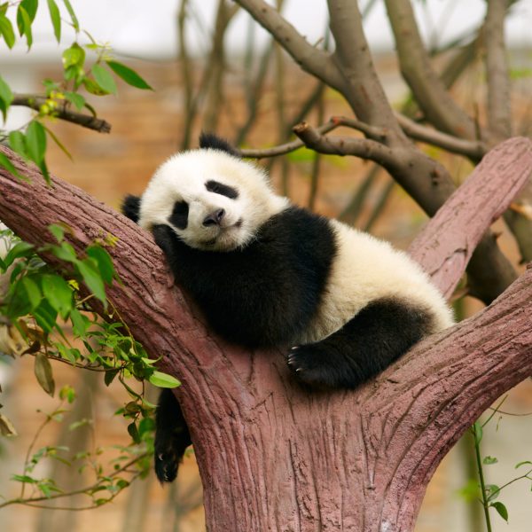 Sleeping giant panda baby